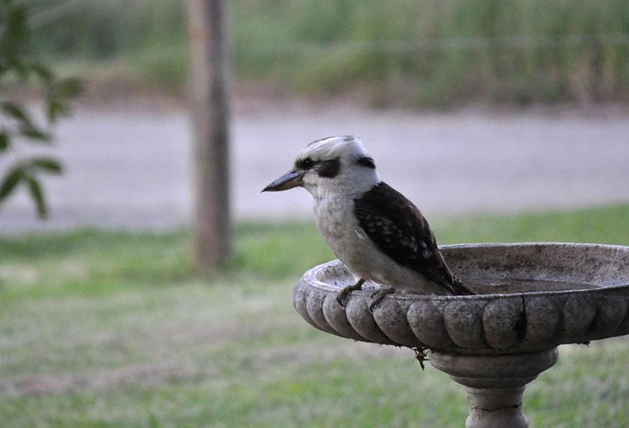 Tallawarra Homestead Tonimbuc Dış mekan fotoğraf