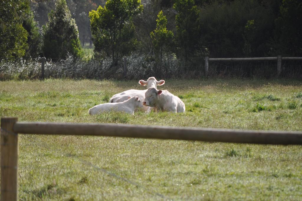 Tallawarra Homestead Tonimbuc Dış mekan fotoğraf